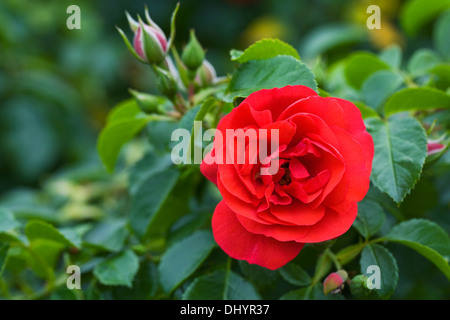 Rosa Tapis fleur écarlate. Banque D'Images