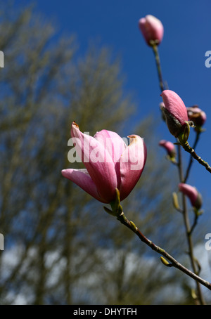 Magnolia fleurs rose star wars printemps floraison floraison floraison fleurs d'affichage Banque D'Images