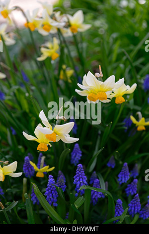 Beryl narcisse jonquille fleur blanc crème fleur de printemps la floraison Banque D'Images