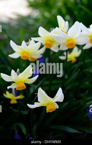 Beryl narcisse jonquille fleur blanc crème fleur de printemps la floraison Banque D'Images