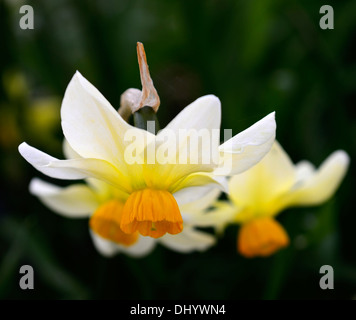 Beryl narcisse jonquille fleur blanc crème fleur de printemps la floraison Banque D'Images