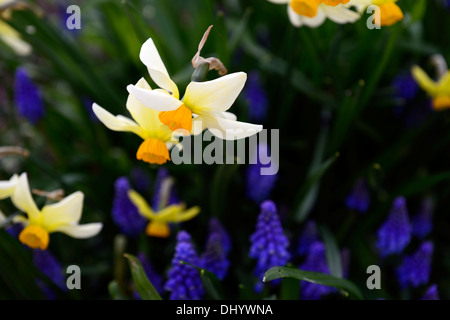 Muscari armeniacum narcisse beryl bleu blanc crème de fleurs de printemps mélange combinaison fleur la floraison Banque D'Images