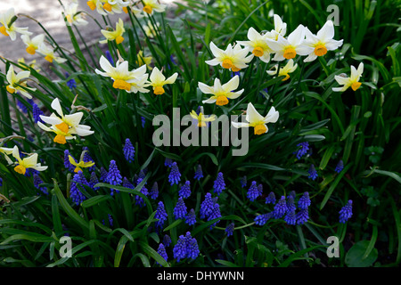 Muscari armeniacum narcisse beryl bleu blanc crème de fleurs de printemps mélange combinaison fleur la floraison Banque D'Images