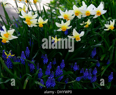 Muscari armeniacum narcisse beryl bleu blanc crème de fleurs de printemps mélange combinaison fleur la floraison Banque D'Images