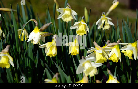 Narcissus mount hood blanc crème de la jonquille fleur jaune fleur ressort Banque D'Images