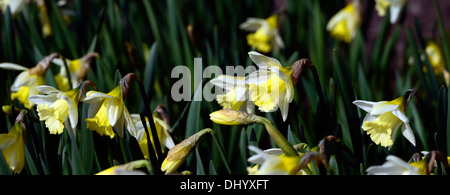 Narcissus mount hood blanc crème de la jonquille fleur jaune fleur ressort Banque D'Images