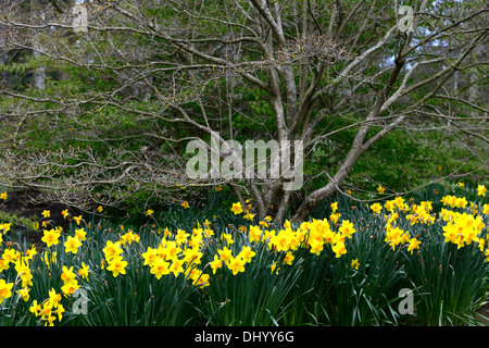 Narcisse jonquille jaune à fleurs de printemps fleurs fleur underplanting underplanted coloniser Banque D'Images