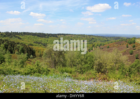 Devils Punchbowl Hindhead Surrey England UK Banque D'Images