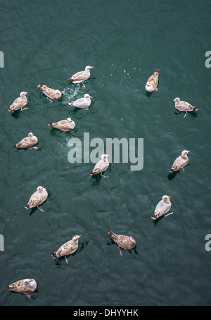 De nombreux mouettes nageurs dans l'eau Banque D'Images