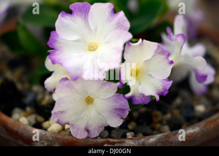 Primula allionii ethel wilkes purple fleurs blanches primrose flore floral fleur rose closeup macro close up Banque D'Images