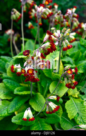 Primula veris nuances de coucher de soleil,primulas,Cowslip,Cowslips,rouge,jaune,fleur,fleurs,fleur,printemps,RM Floral Banque D'Images