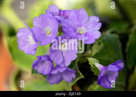 Primula marginata Primrose violet bleu Jacinthe fleurs parfumées floraison fleurs fleurs de printemps Banque D'Images