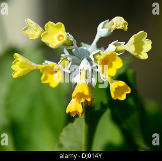 Primrose Primula palinuri ombelles de fleurs jaunes en entonnoir vivace à feuilles persistantes parfumées formant une rosette Floral RM primrose Banque D'Images