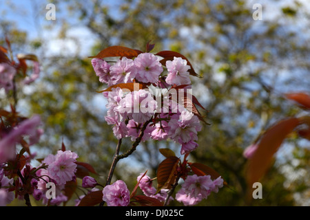 Prunus serrulata Kanzan Prunus Sekiyama flowering cherry tree printemps fleurs fleurs fleurs Banque D'Images