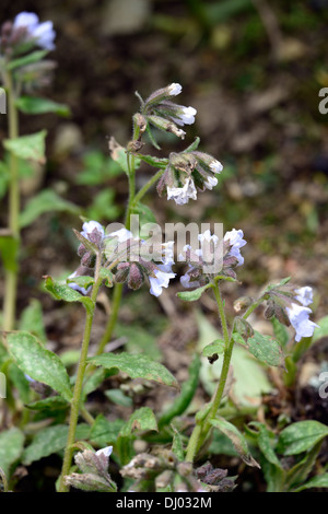 Pulmonaria officinalis blue mist, herbe de plantes vivaces portraits gros plan fleurs printemps bleu ombragé ombragé woodland Banque D'Images