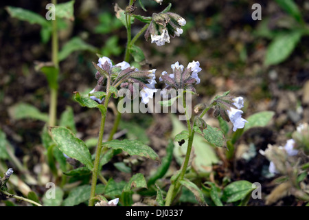 Pulmonaria officinalis blue mist, herbe de plantes vivaces portraits gros plan fleurs printemps bleu ombragé ombragé woodland Banque D'Images