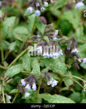 Pulmonaria officinalis blue mist, herbe de plantes vivaces portraits gros plan fleurs printemps bleu ombragé ombragé woodland Banque D'Images