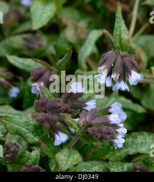 Pulmonaria officinalis blue mist, herbe de plantes vivaces portraits gros plan fleurs printemps bleu ombragé ombragé woodland Banque D'Images
