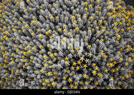 Cactus avec de petites fleurs en forme d'étoile jaune Banque D'Images