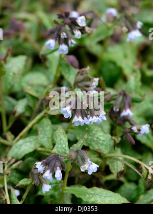 Pulmonaria officinalis blue mist, herbe de plantes vivaces portraits gros plan fleurs printemps bleu ombragé ombragé woodland Banque D'Images