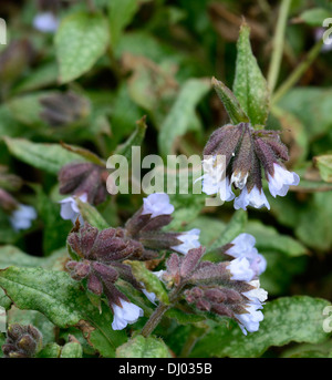 Pulmonaria officinalis blue mist, herbe de plantes vivaces portraits gros plan fleurs printemps bleu ombragé ombragé woodland Banque D'Images