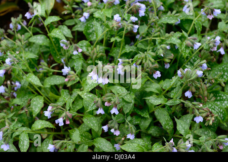 Pulmonaria officinalis blue mist, herbe de plantes vivaces portraits gros plan fleurs printemps bleu ombragé ombragé woodland Banque D'Images