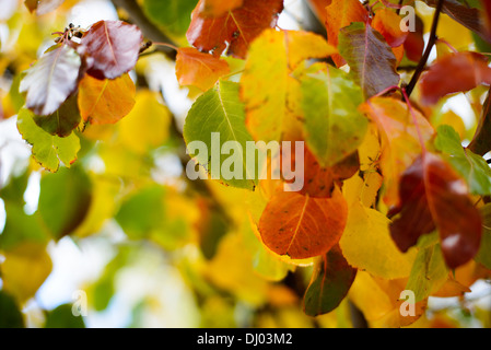 Bradford Pear Autumn Leaves Closeup | WASHINGTON D.C., États-Unis — les feuilles rétroéclairées d'une poire de Bradford (Pyrus calleryana 'Bradford') passent du vert à l'or et à l'orange au Bordeaux profond au sein d'une seule grappe d'automne. La gamme étendue de couleurs du cultivar en a fait l'un des arbres de rue les plus plantés d'Amérique dans les années 1990, bien que ses unions de branches étroites laissent les spécimens matures sujets aux dommages causés par les tempêtes. Banque D'Images