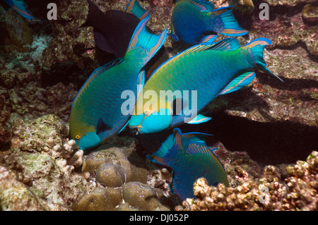 Greenthroat ou Singapour, perroquets mâles terminaux pâturage sur les couverts d'algues boulder. Banque D'Images