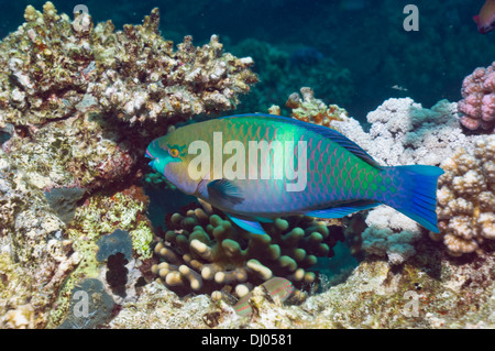 Rusty le perroquet (Scarus ferrugeneus). L'Egypte, Mer Rouge. Gamme Mer Rouge et mer d'Oman. Banque D'Images