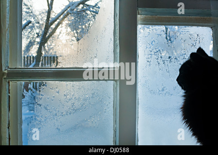 Le chat regarde la rue à travers la fenêtre d'hiver gelé Banque D'Images