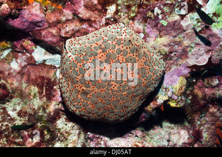 Star (Culcita novaeguineae coussin). La mer d'Andaman, en Thaïlande. Banque D'Images