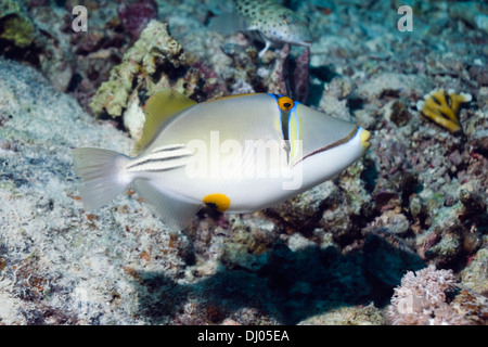 (Rhinecanthus assasi baliste Picasso) nager sur les récifs coralliens. L'Egypte, Mer Rouge. Banque D'Images