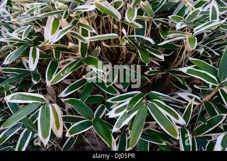 Bambou sasa veitchii plante robuste et portraits vert blanc bords tranchant feuillage feuilles panachées hardy ombre couvre-sol en bambou Banque D'Images