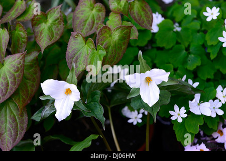 Trillium grandiflorum ombragé ombré ombre bois marbre fleur fleurs couleur blanc blanc fleurs de printemps Banque D'Images