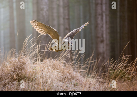 Grand owl (Bubo bubo) volant bas dans une forêt de pins, République Tchèque Banque D'Images