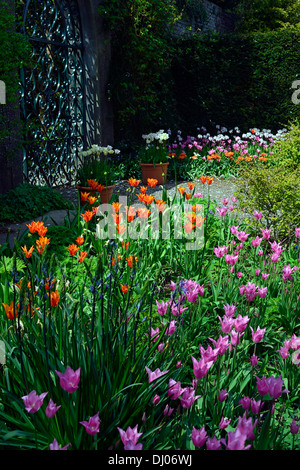 Tulip bed border farmleigh estate parc Phoenix mix mixte couleur couleur combo combinaison orange rose tulipes fleurs de couleurs Banque D'Images