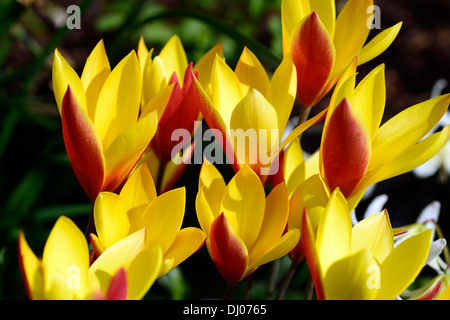 Tulipa clusiana chrysantha var tubergens gem lady tulip plans rapprochés selective focus fleurs printemps floraison jaune orange rouge Banque D'Images
