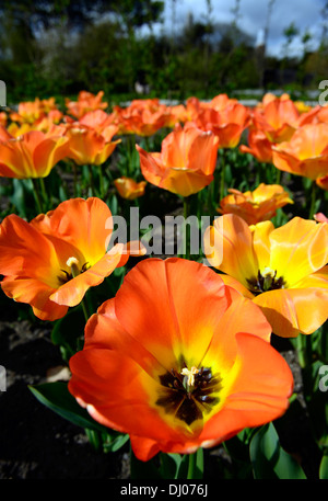 Tulip Tulipa groupe hybride Darwin daydream fleurs printemps fleur fleurs jaune abricot couleur couleurs orange Banque D'Images