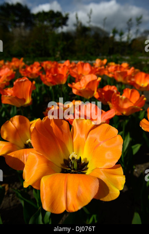 Tulip Tulipa groupe hybride Darwin daydream fleurs printemps fleur fleurs jaune abricot couleur couleurs orange Banque D'Images