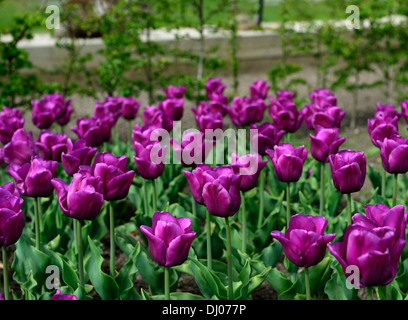 Tulipa passionale pétales rose pourpre fleurs fleurs fleurs feuillage vert feuilles bulbes de printemps tulipes couleurs couleurs plans rapprochés Banque D'Images