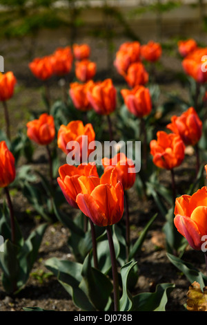 Tulipa Prinses Irene portraits de plantes fleurs pétales orange vif printemps bulbes de tulipes Banque D'Images