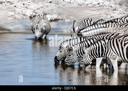 Zèbre dans Etosha National Park Banque D'Images