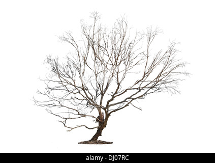 Ancien et unique arbre mort isolé sur fond blanc Banque D'Images