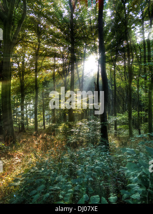 La basse automne chaud soleil brille à travers la forêt de feuillus Banque D'Images