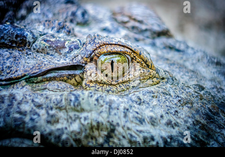 Close up de l'oeil d'un crocodile Banque D'Images