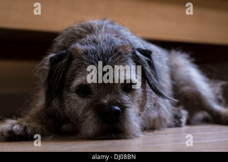 Border terrier dog visage corps yeux oreilles bouche dormir Banque D'Images