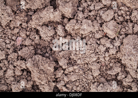 La texture de fond de la terre de jardin cultivé avec une teneur élevée d'argile Banque D'Images