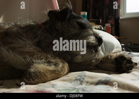 Chien Border terrier tête couchage lit corps paw Banque D'Images