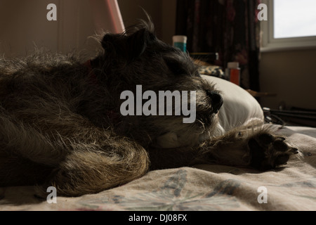 Chien Border terrier tête couchage lit corps paw Banque D'Images