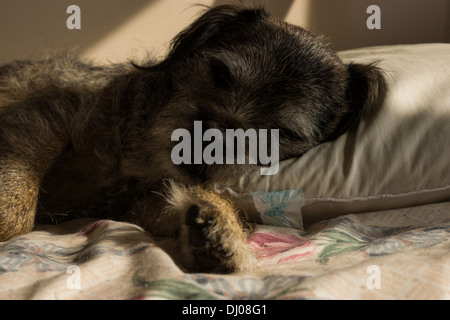 Chien Border terrier tête couchage lit corps paw Banque D'Images